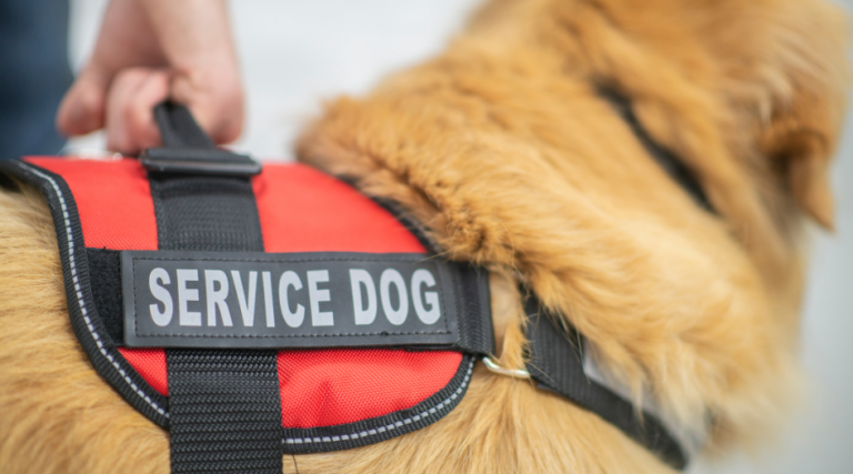 Exclusion of Service Animals Based on the Allergies of Others
